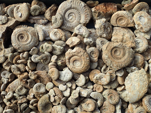 Ammonites